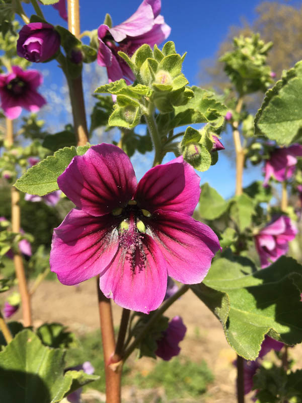 Malva arborea photo